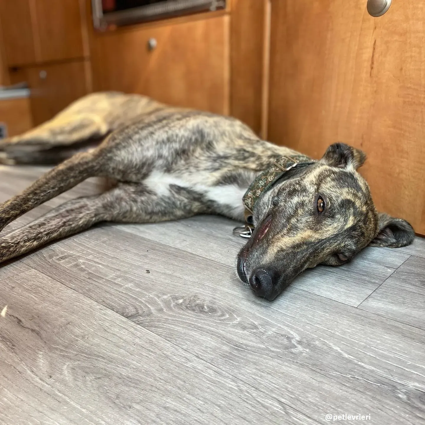 bridie adozione greyhound 1 1
