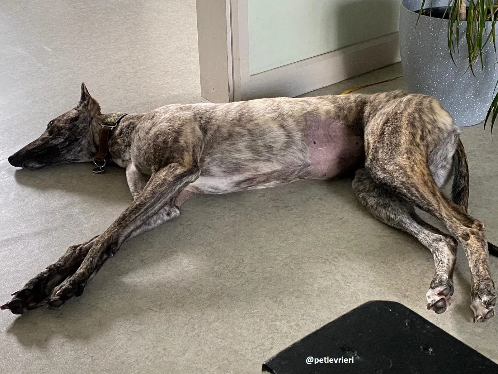 bridie adozione greyhound 1