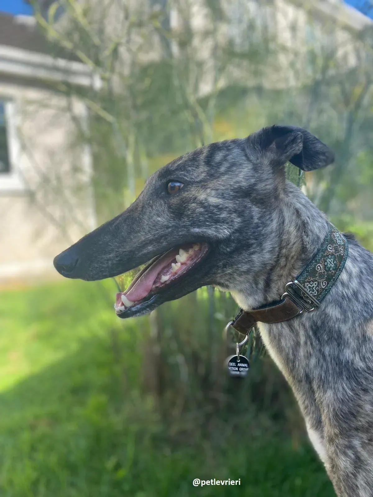 bridie adozione greyhound 10