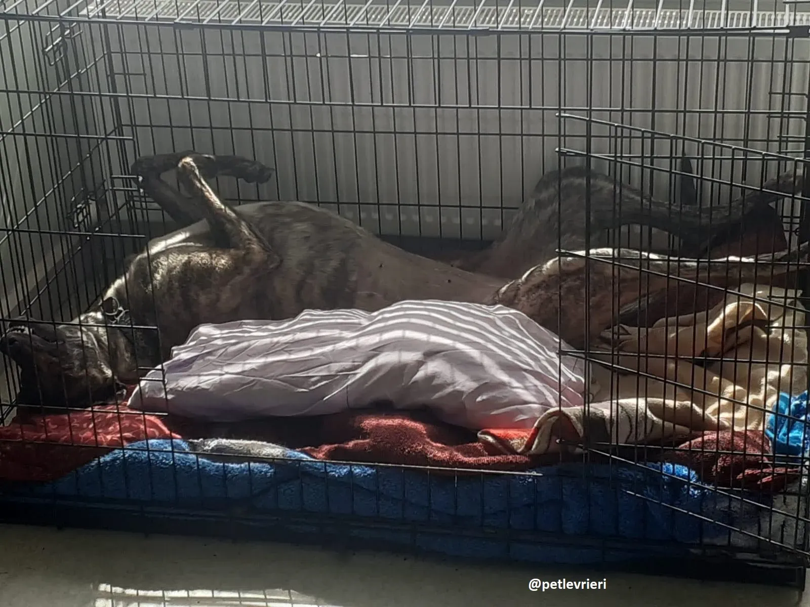 bridie adozione greyhound 11