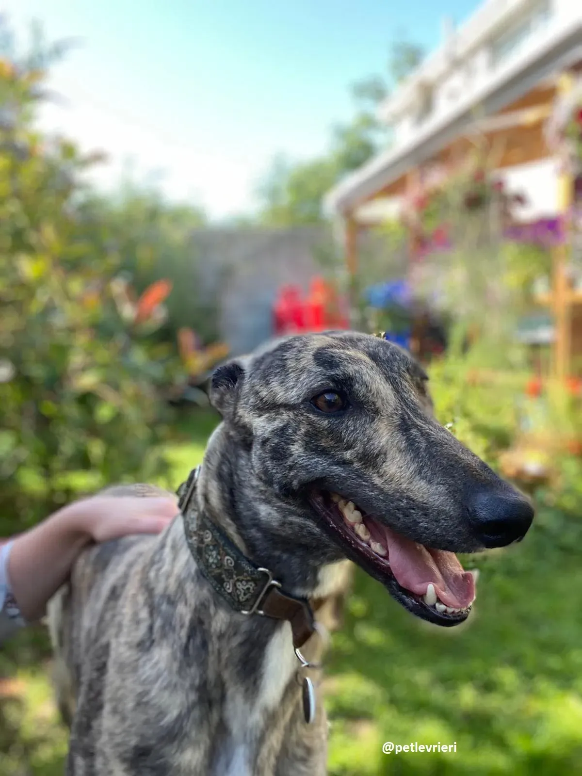 bridie adozione greyhound 12