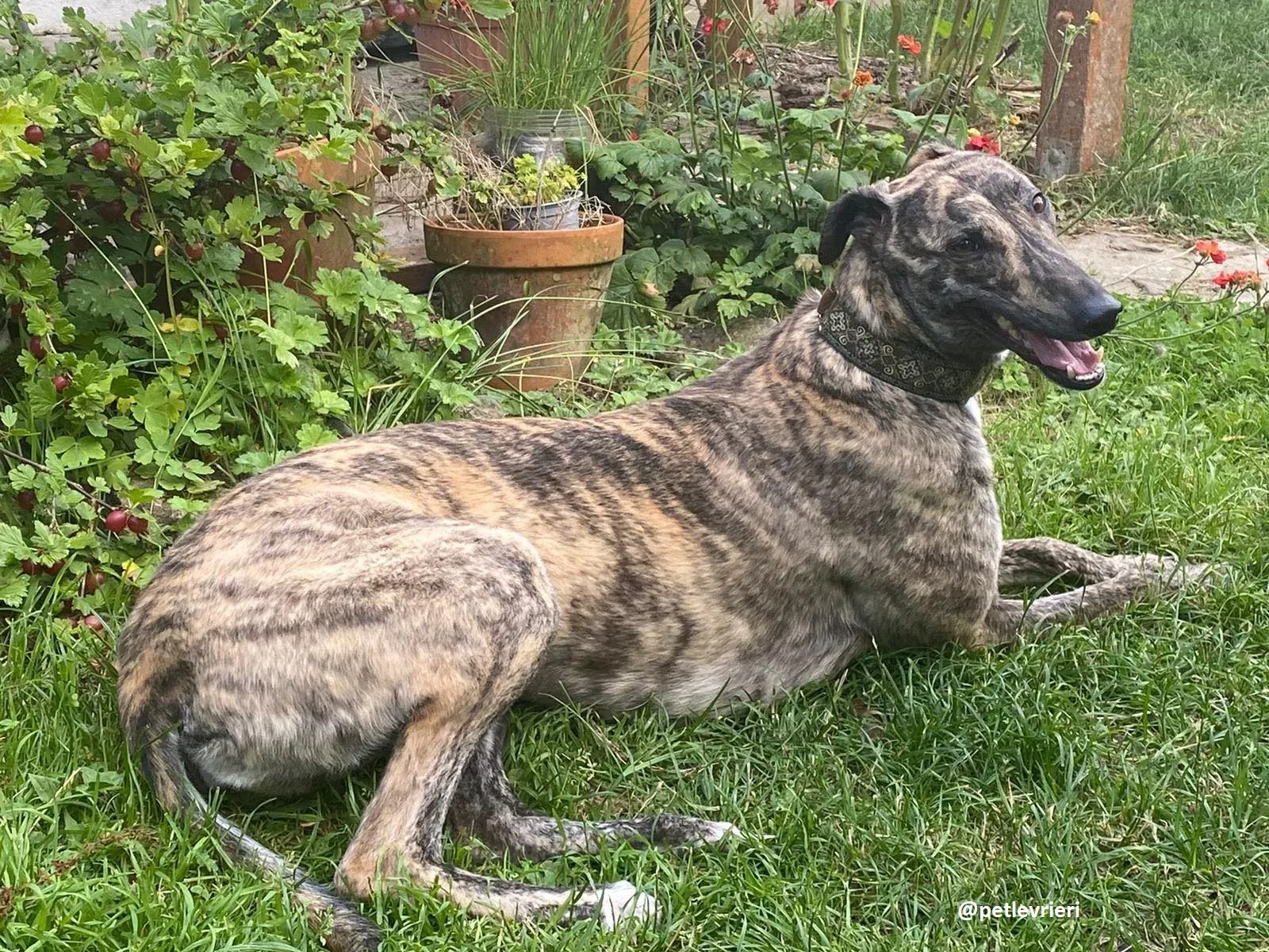 bridie adozione greyhound 13