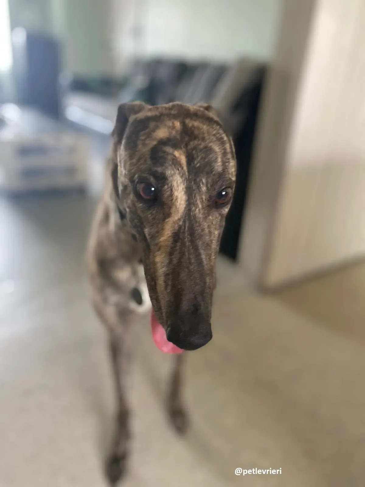 bridie adozione greyhound 14