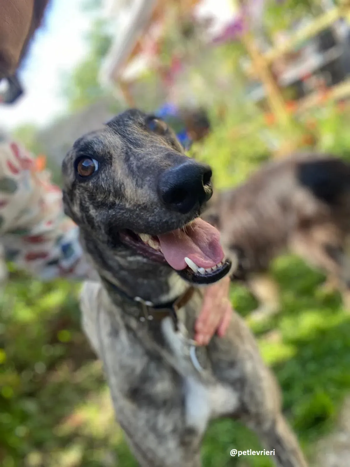 bridie adozione greyhound 15