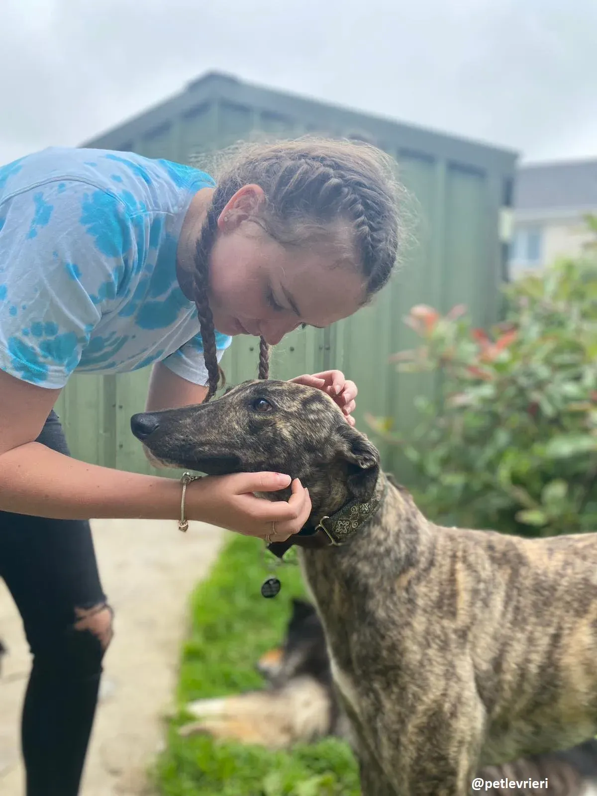 bridie adozione greyhound 16