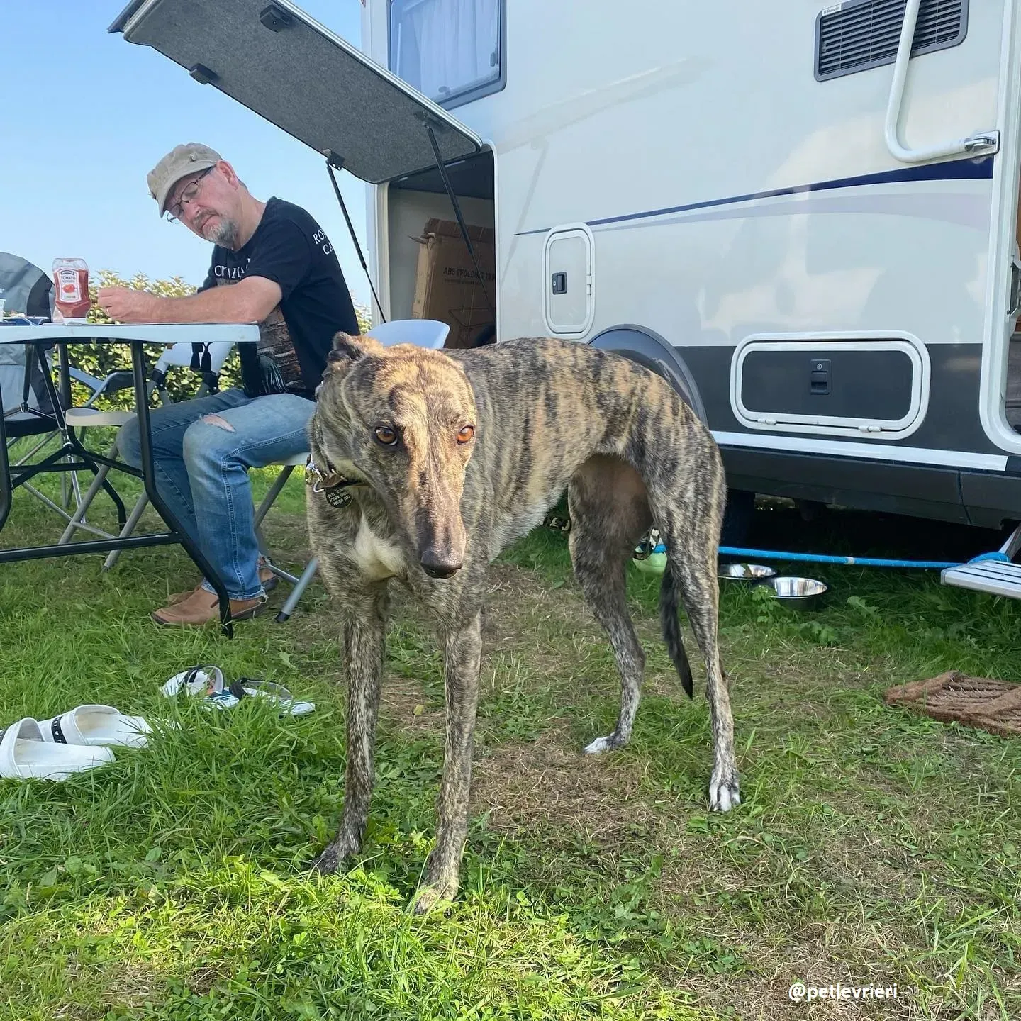 bridie adozione greyhound 2 1