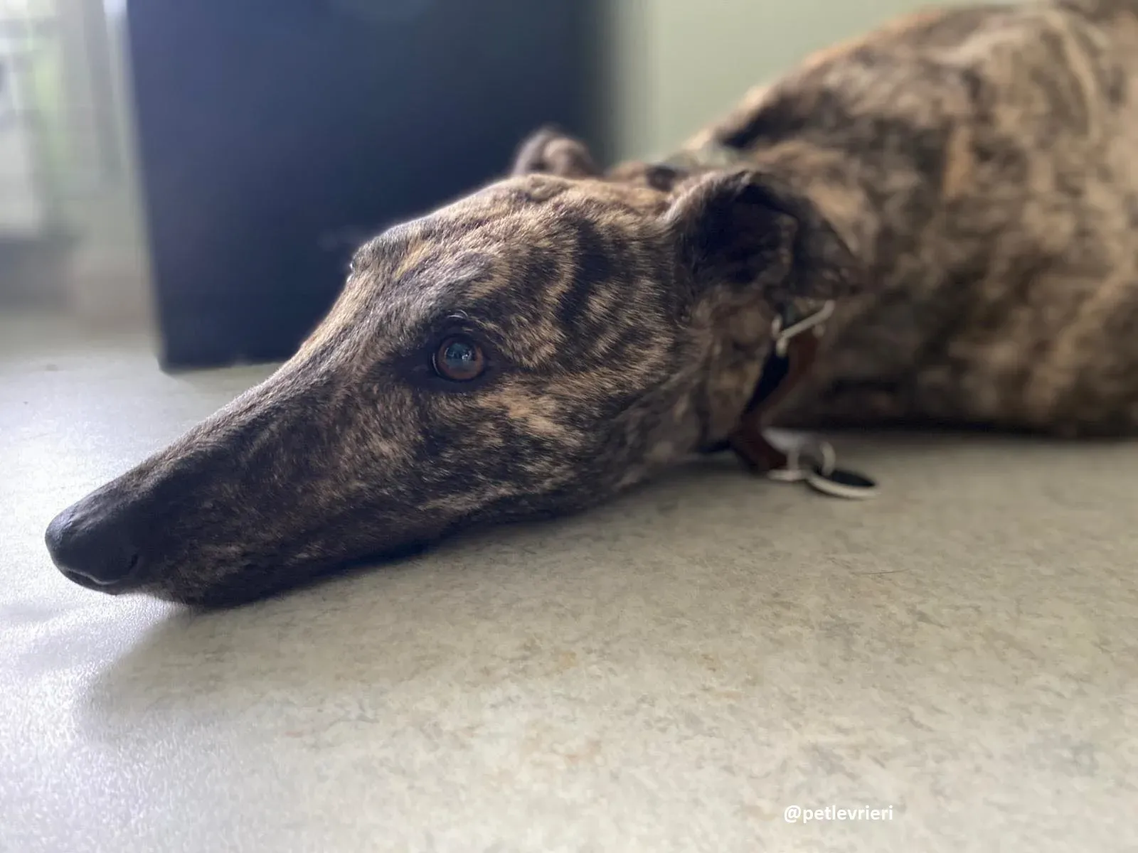 bridie adozione greyhound 2