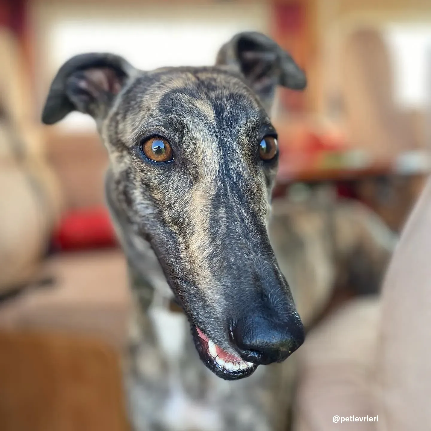 bridie adozione greyhound 3 1