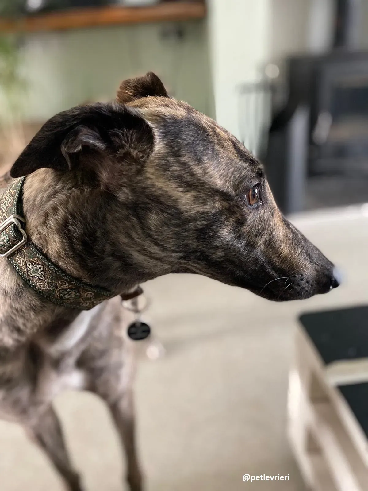 bridie adozione greyhound 3