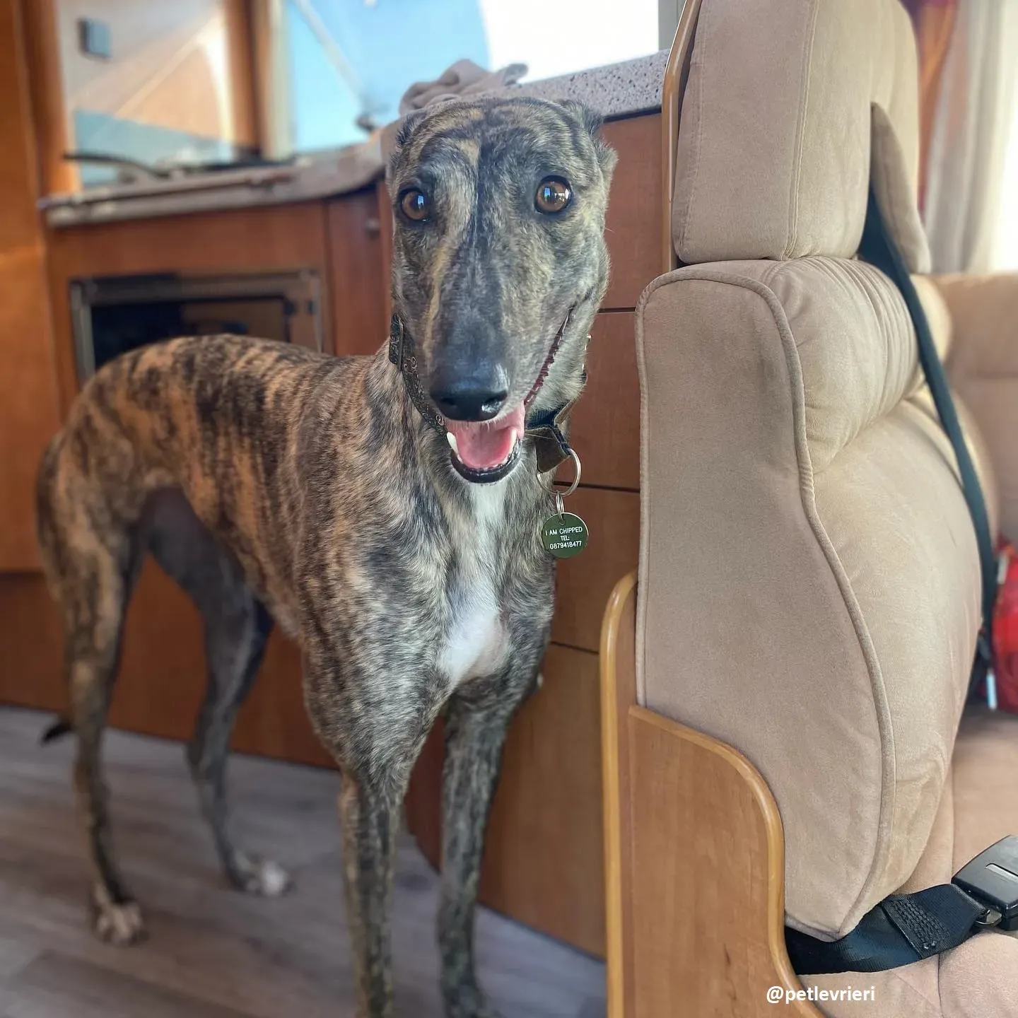 bridie adozione greyhound 4 1