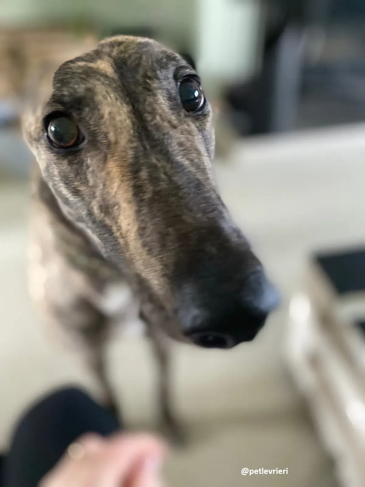 bridie adozione greyhound 4