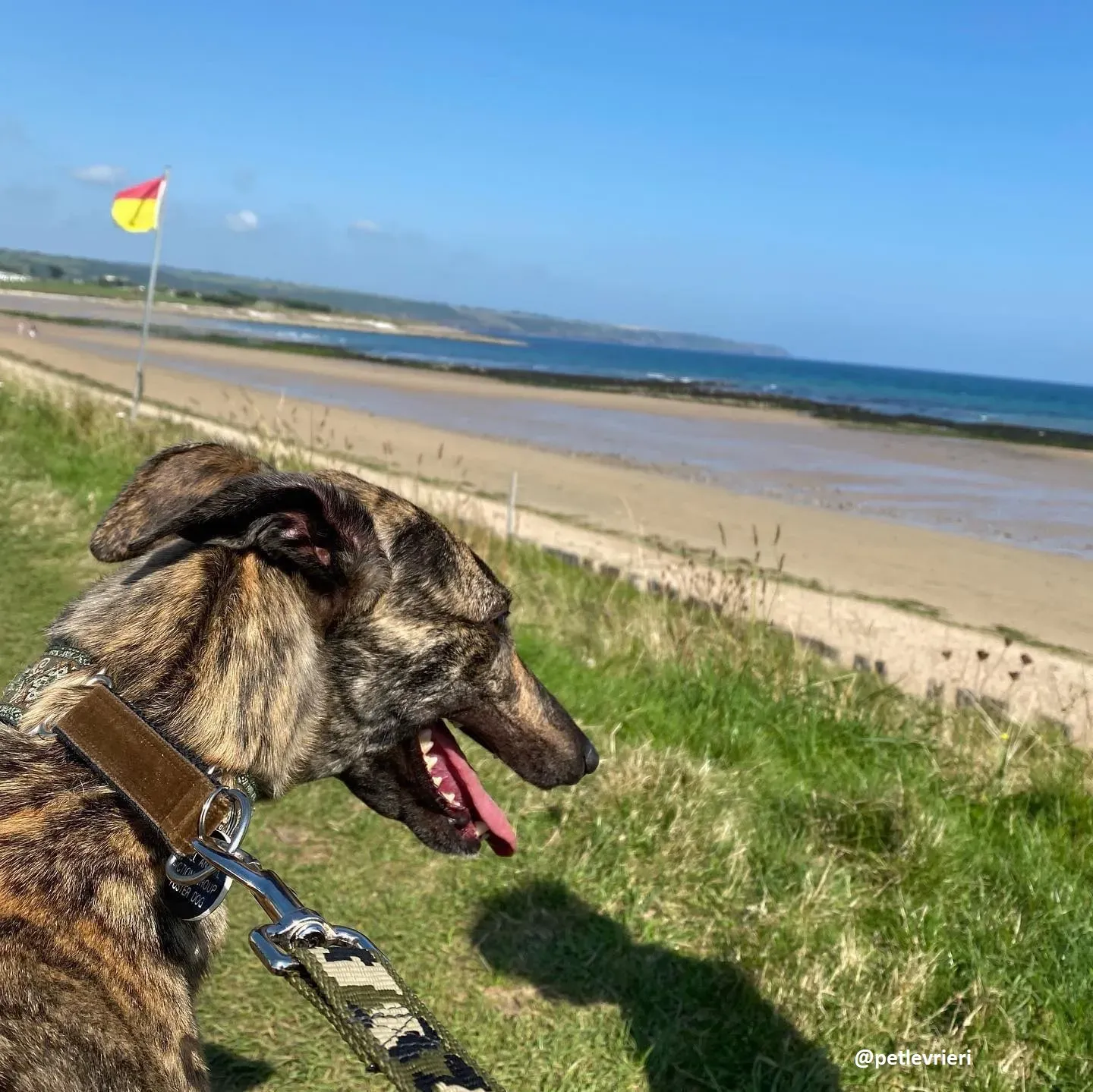 bridie adozione greyhound 5