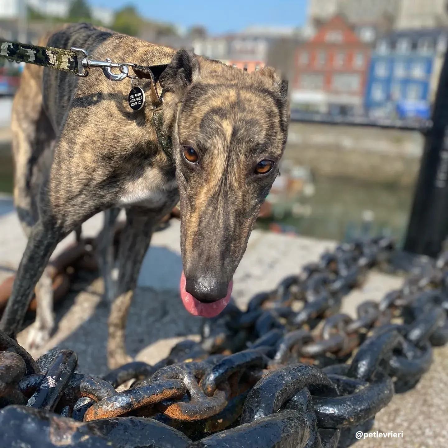 bridie adozione greyhound 6