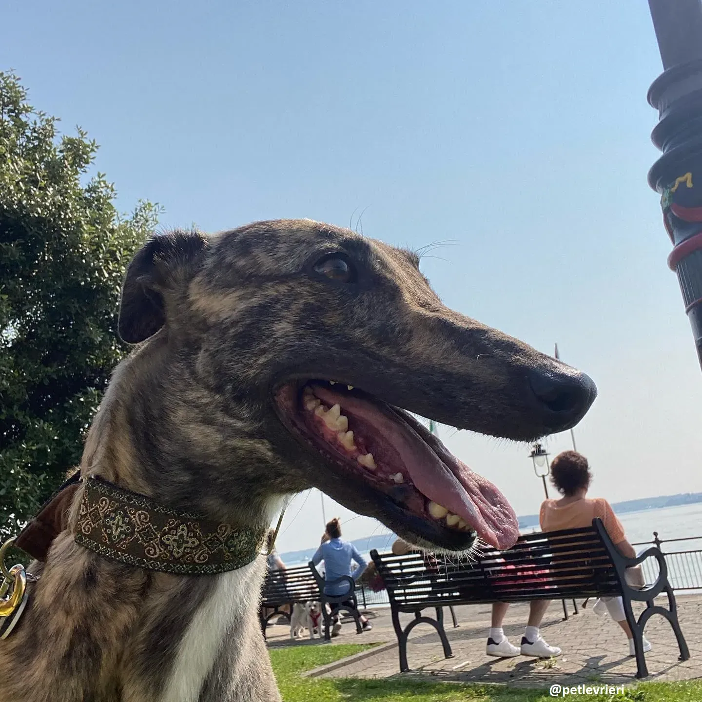 bridie adozione greyhound 7 1