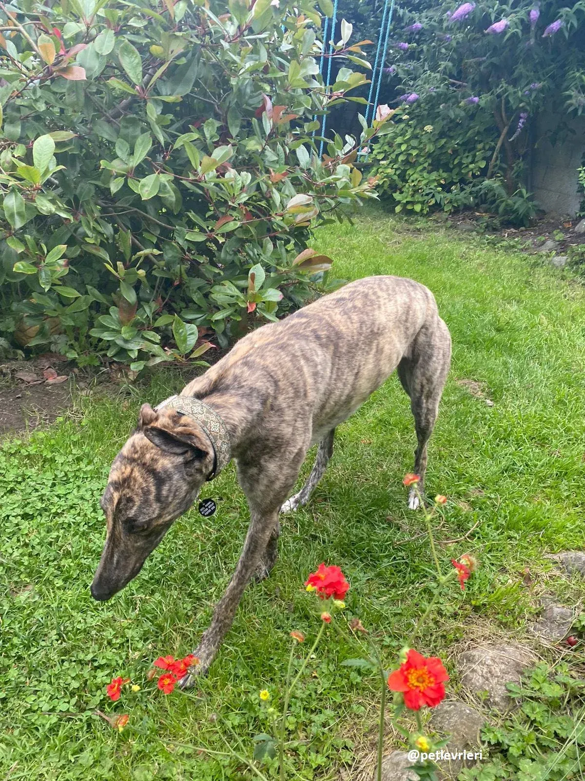 bridie adozione greyhound 7