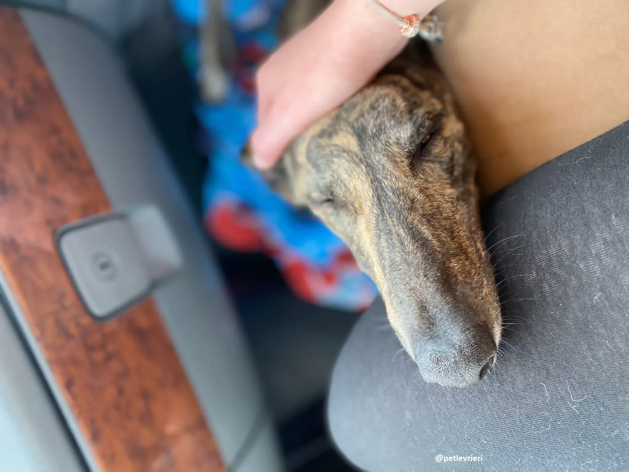 bridie adozione greyhound 8 1