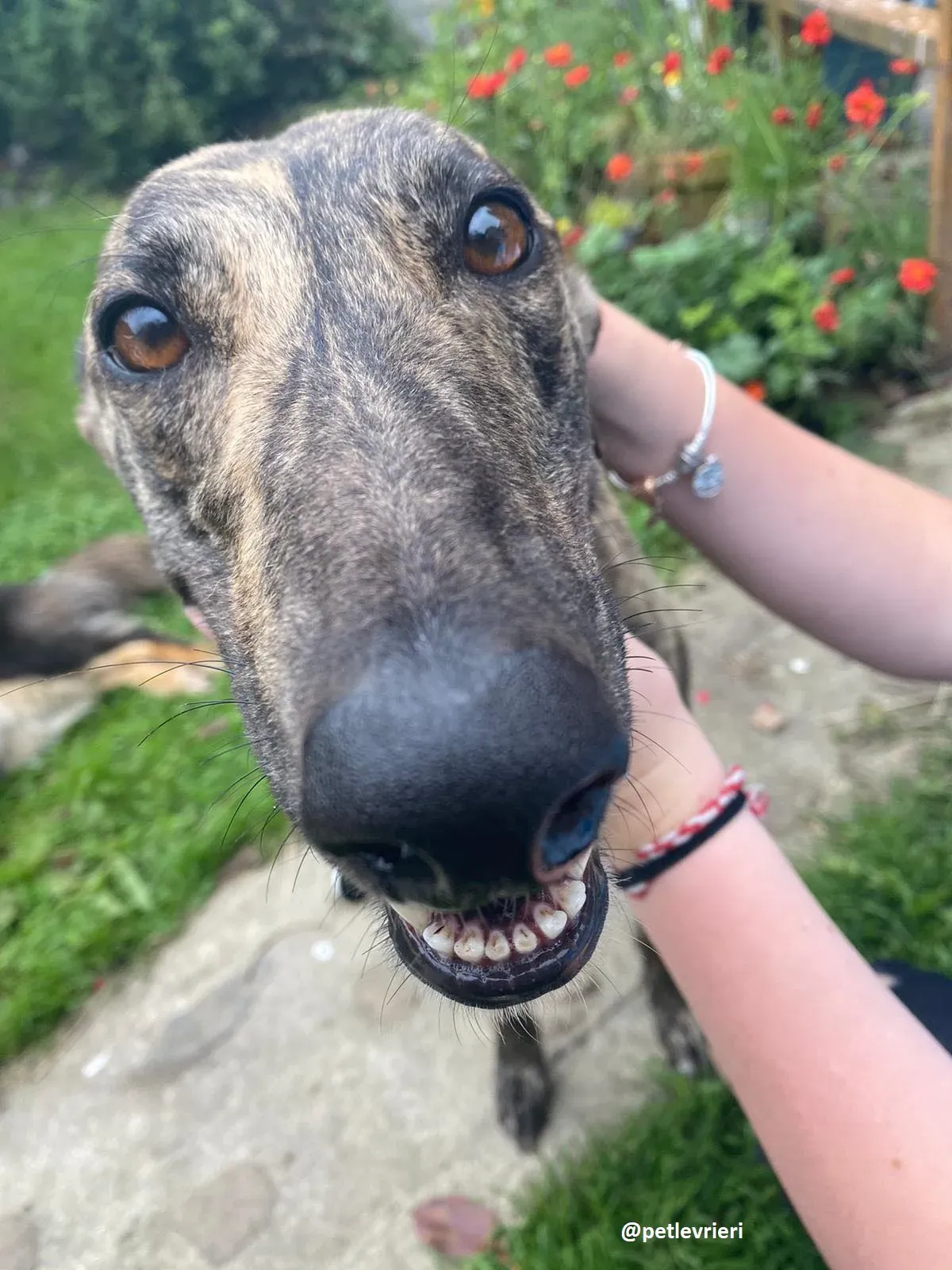 bridie adozione greyhound 8