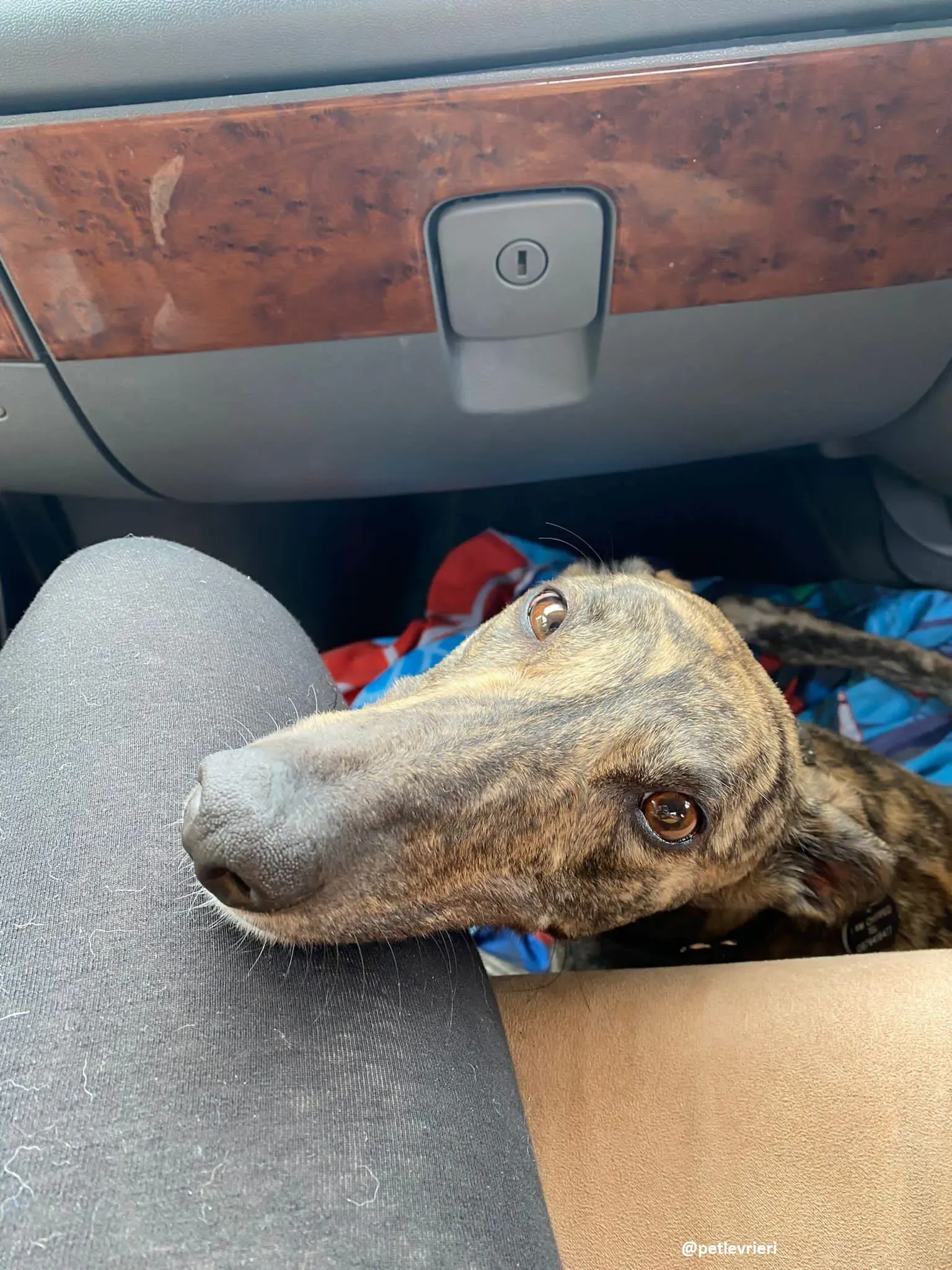 bridie adozione greyhound 9 1