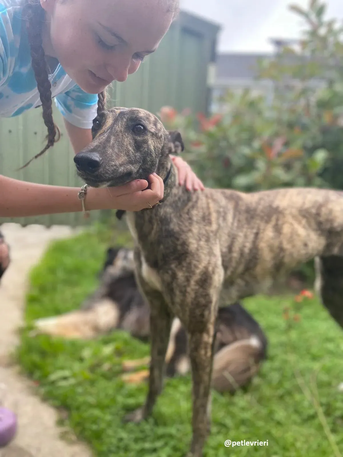 bridie adozione greyhound 9