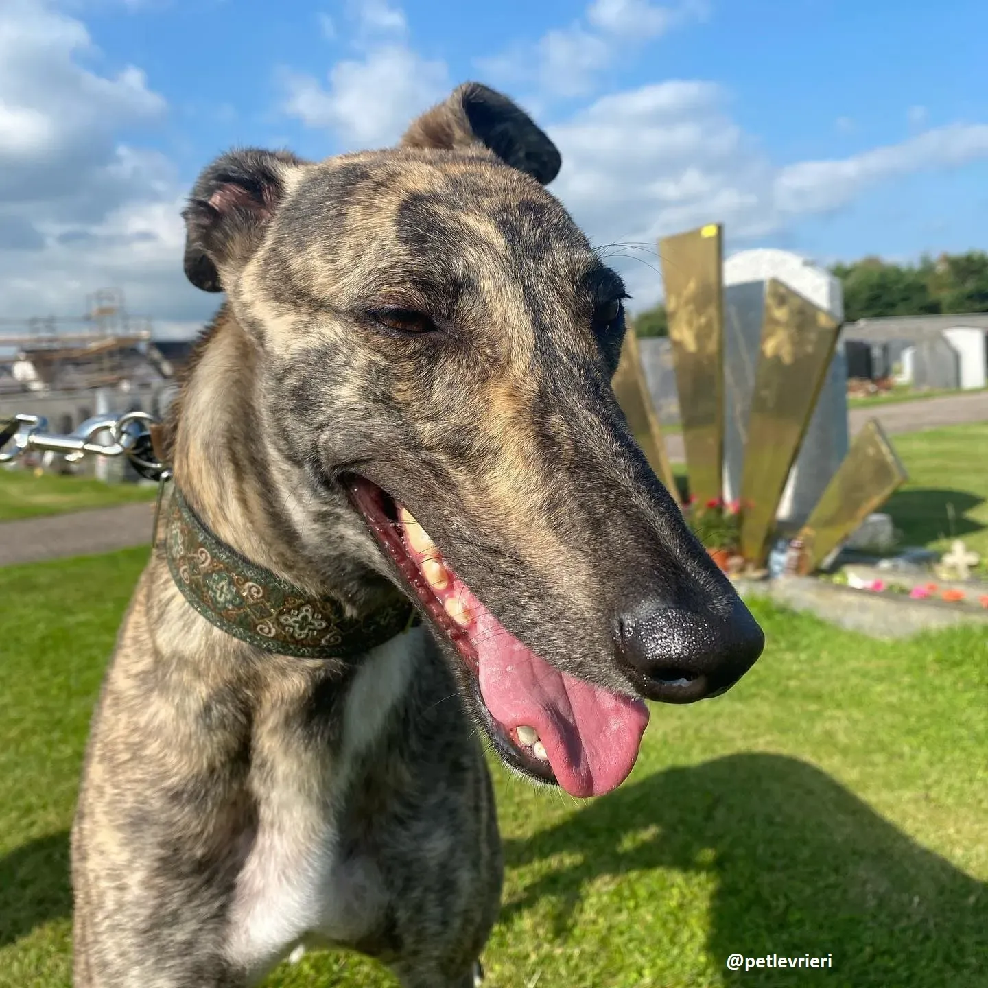 bridie adozione greyhound