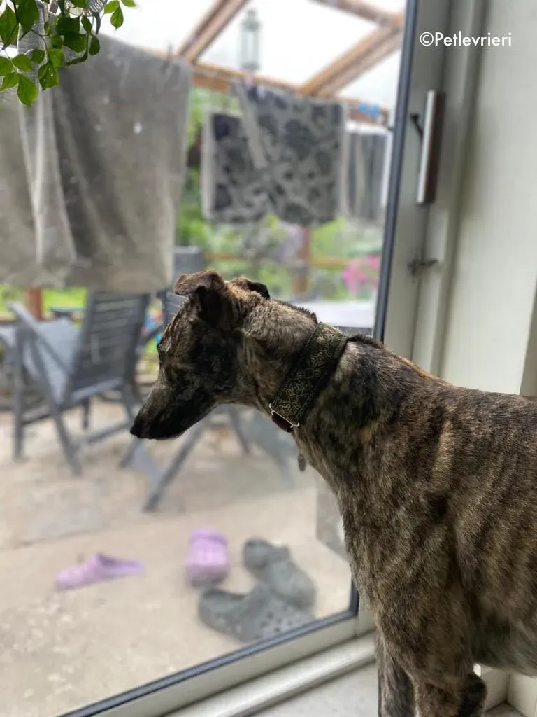 bridie adozione levrieri greyhound 1