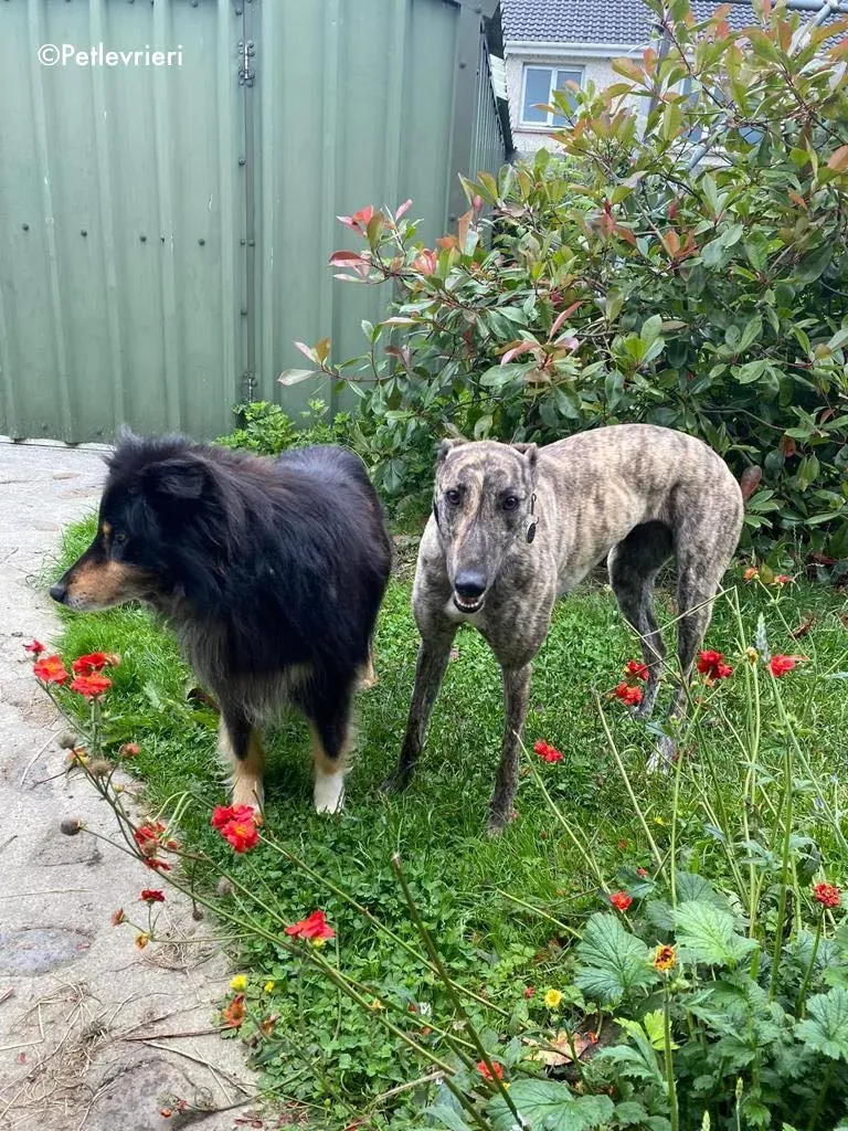 bridie adozione levrieri greyhound 10