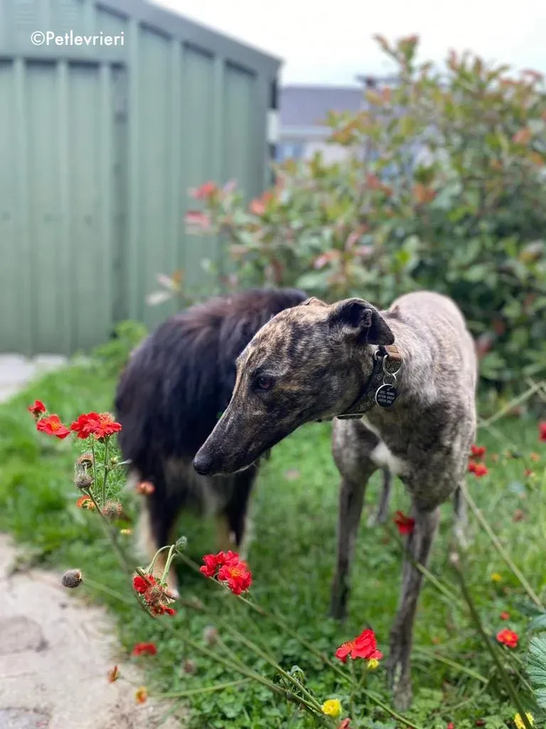 bridie adozione levrieri greyhound 12