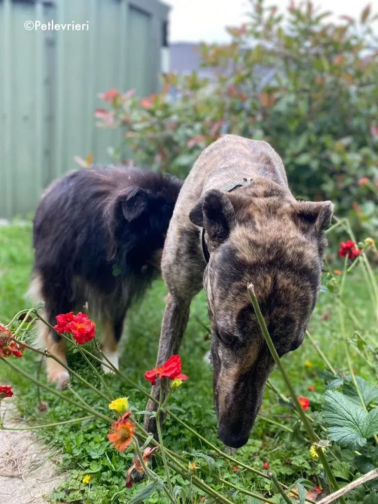 bridie adozione levrieri greyhound 13