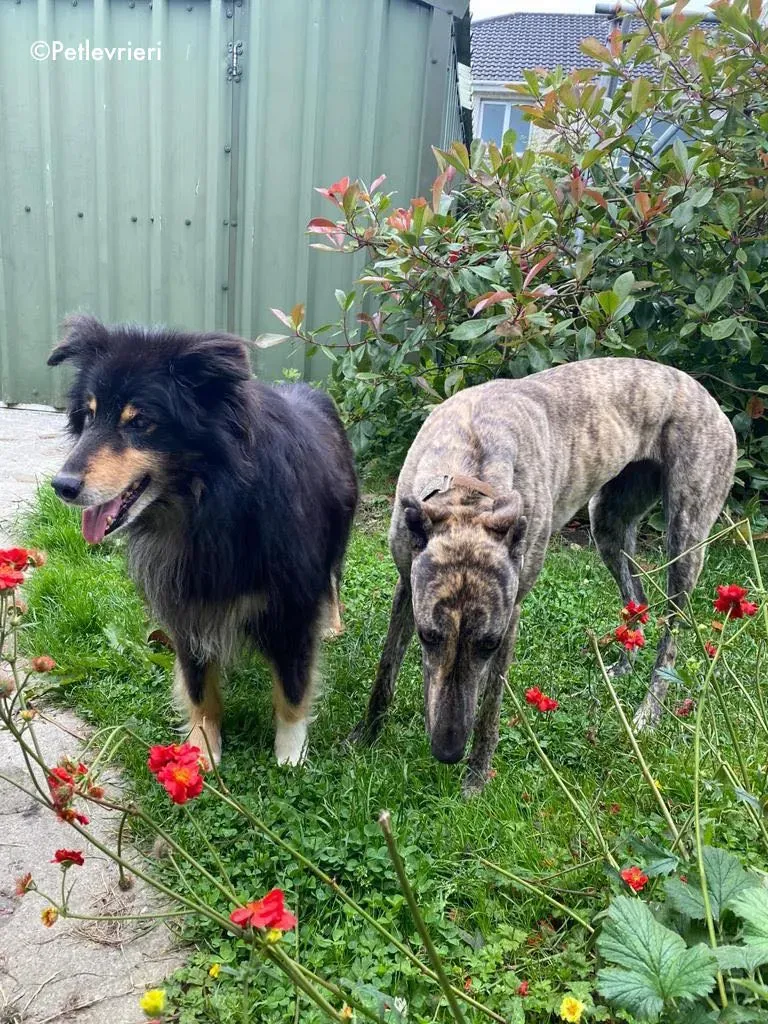 bridie adozione levrieri greyhound 14