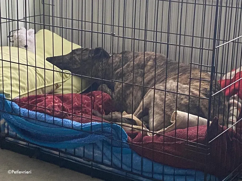 bridie adozione levrieri greyhound 2