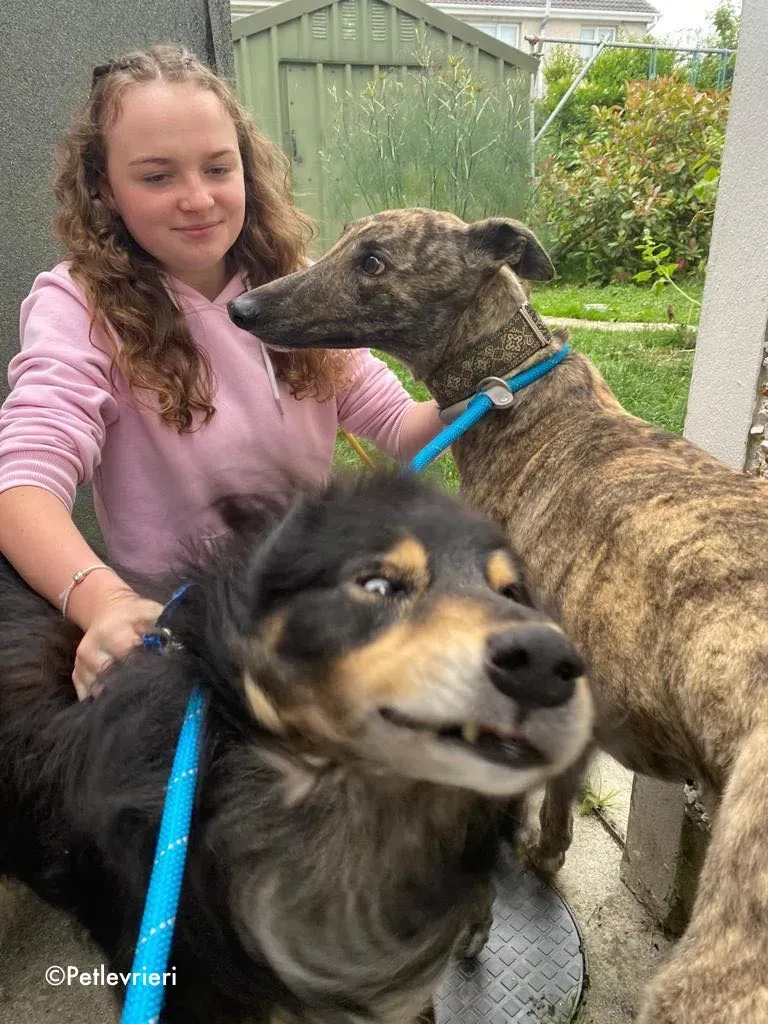 bridie adozione levrieri greyhound 3