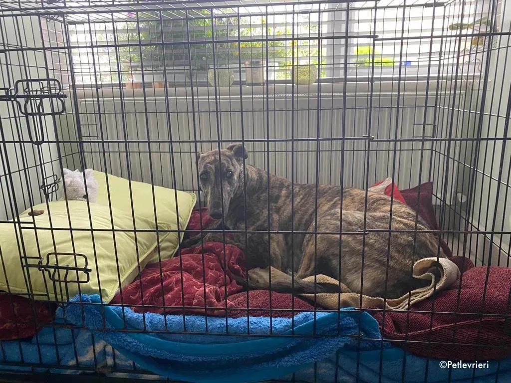 bridie adozione levrieri greyhound 4