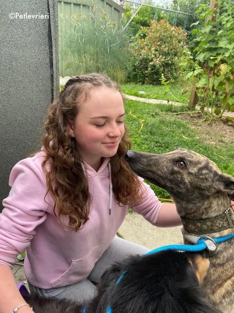 bridie adozione levrieri greyhound 5