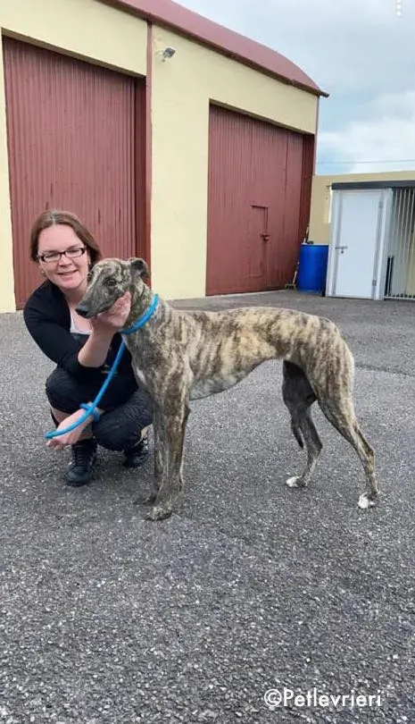 bridie adozione levrieri greyhound 6