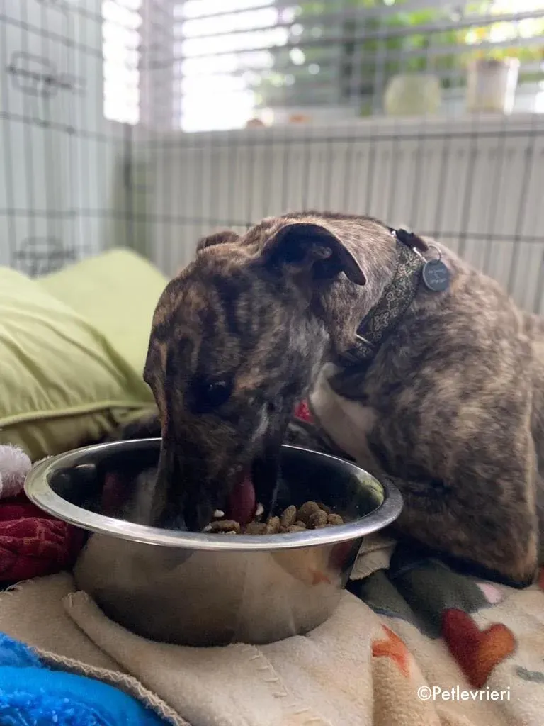 bridie adozione levrieri greyhound 7