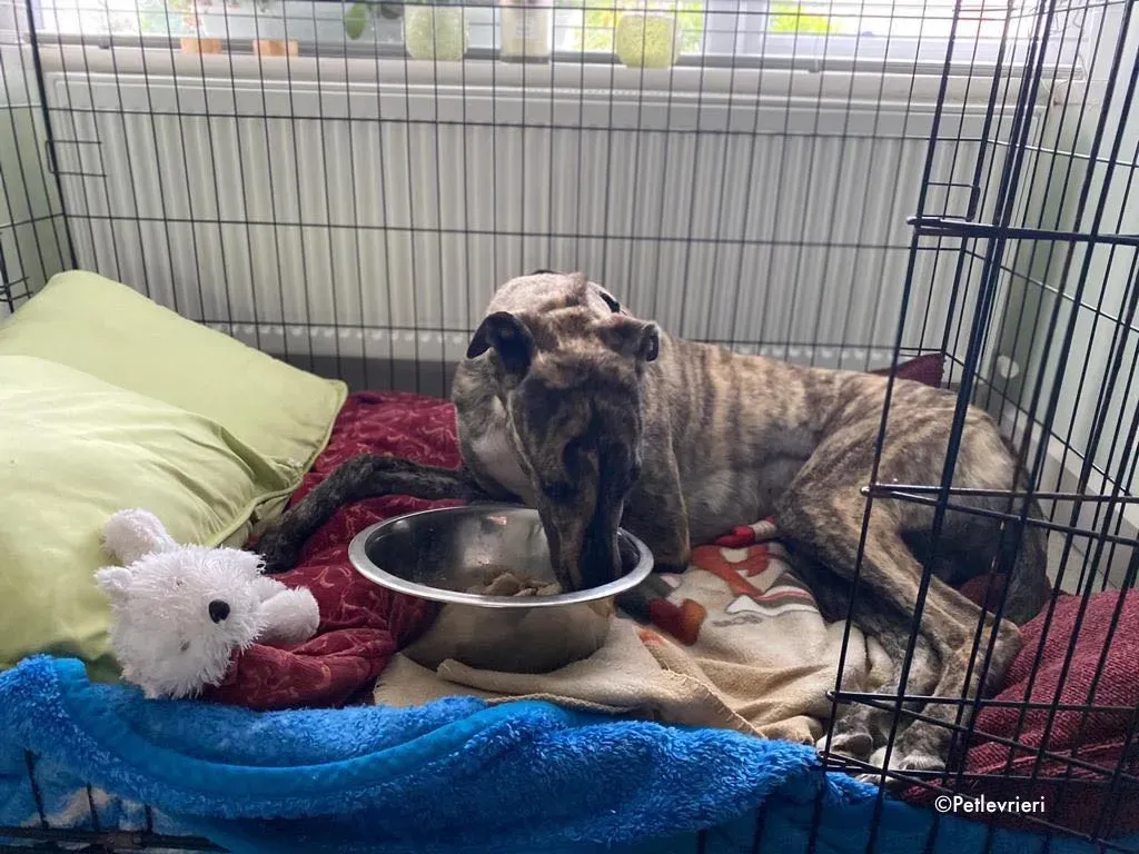 bridie adozione levrieri greyhound 8