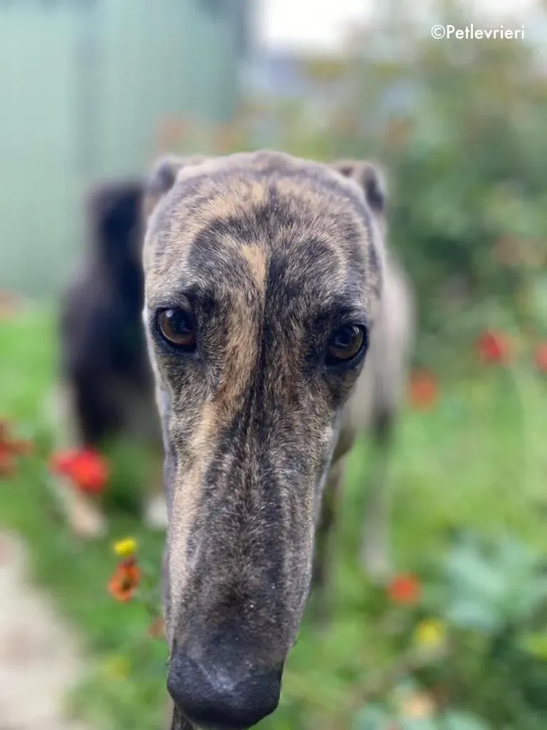 bridie adozione levrieri greyhound 9
