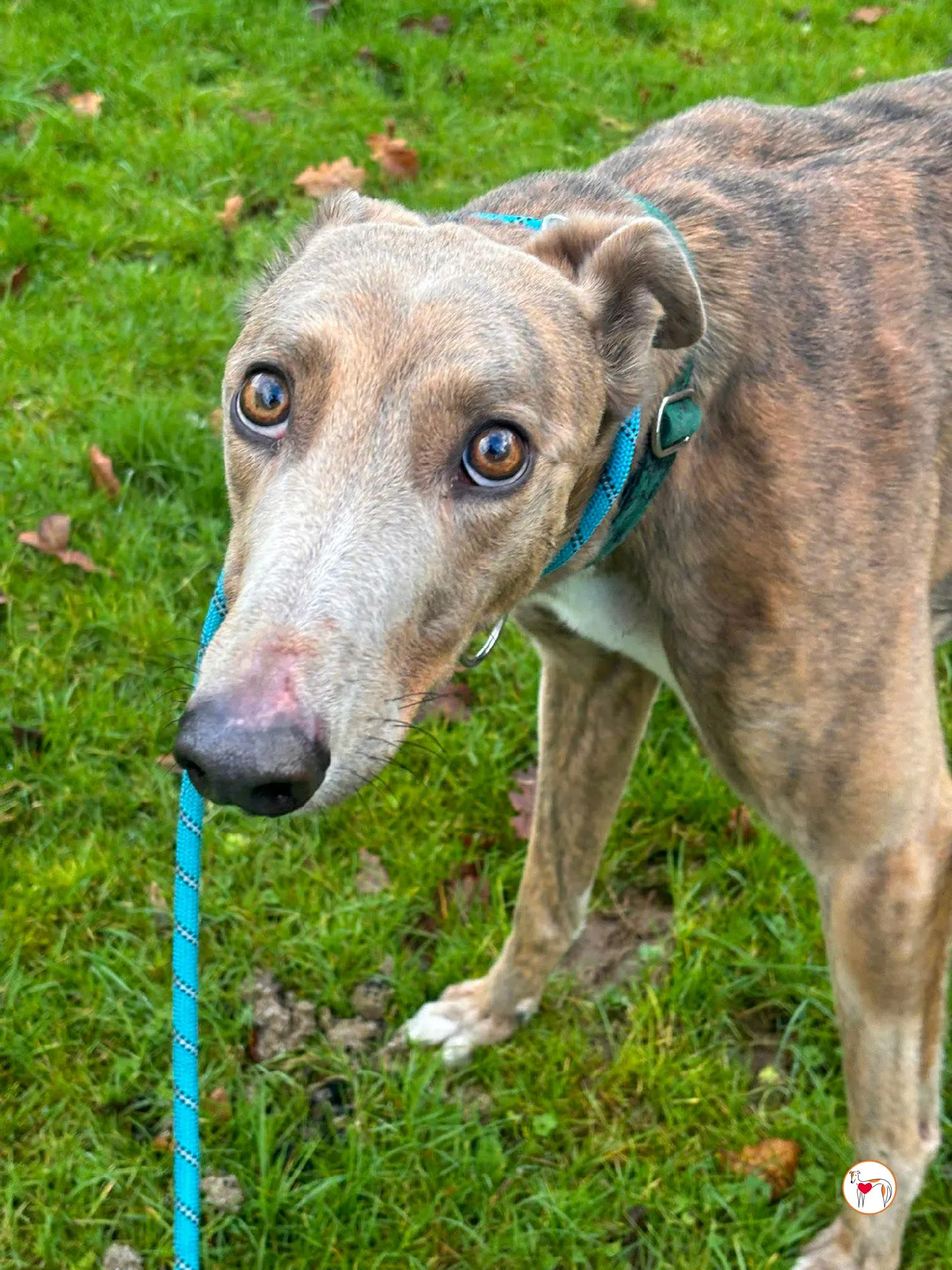 bridie grey adozione 1