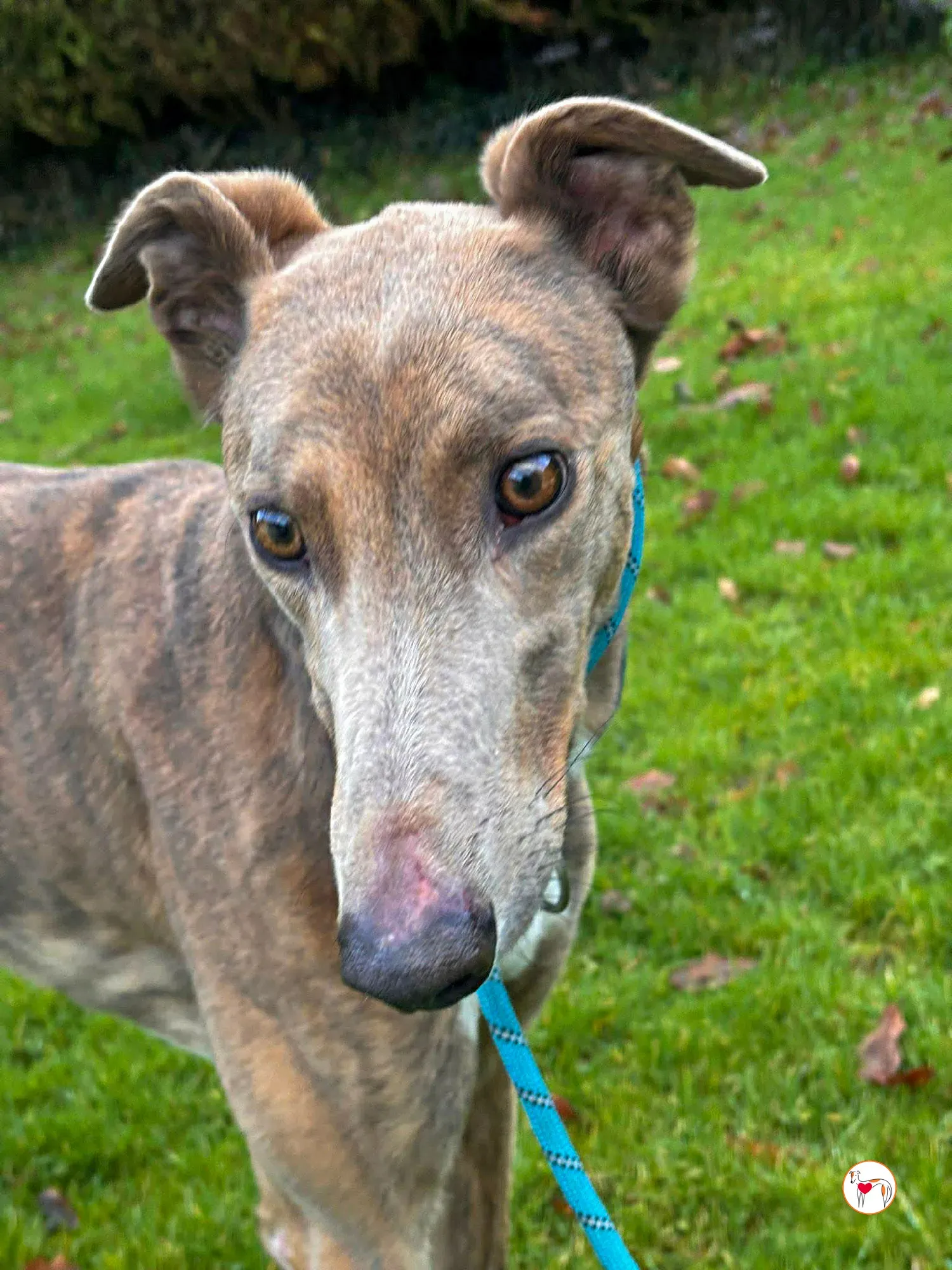 bridie grey adozione 2