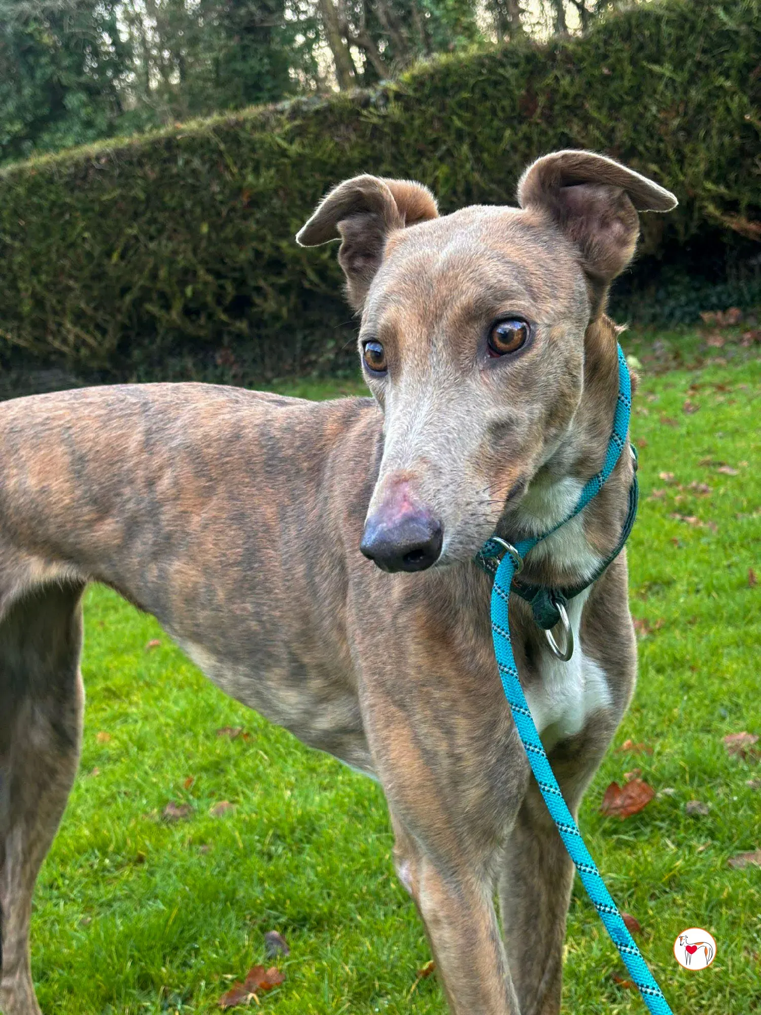 bridie grey adozione 3