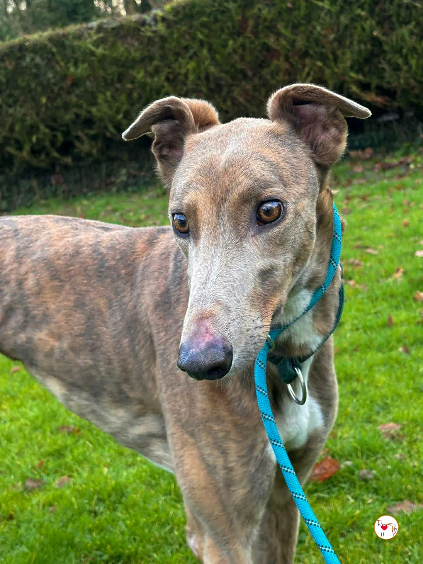 bridie grey adozione 4