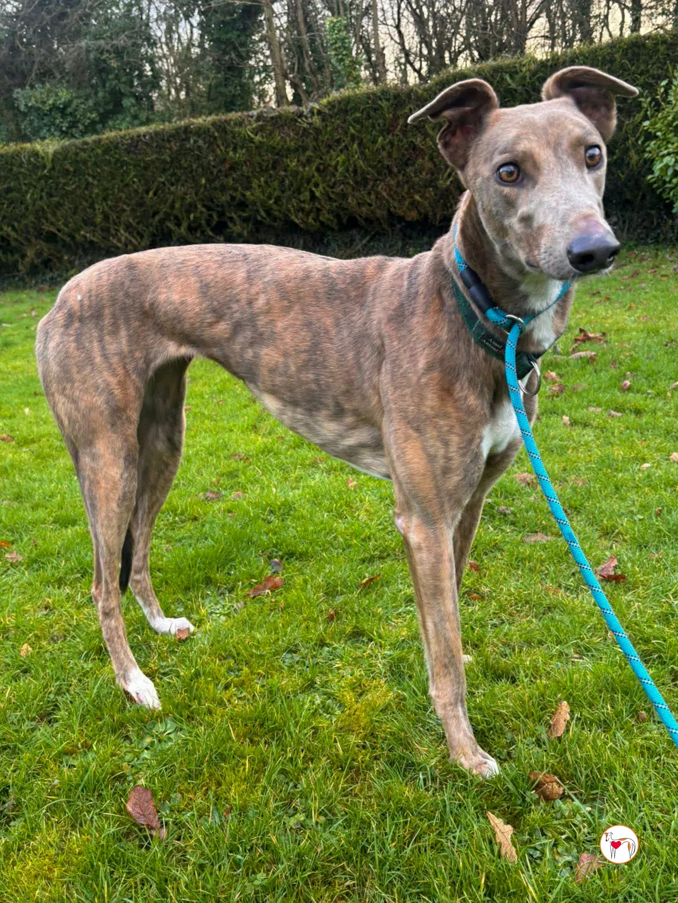 bridie grey adozione 5