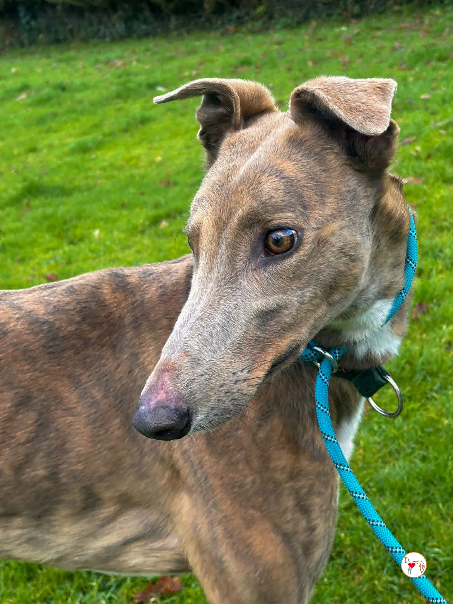 bridie grey adozione 6