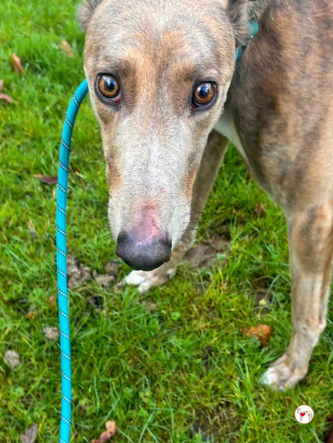 bridie grey adozione 7