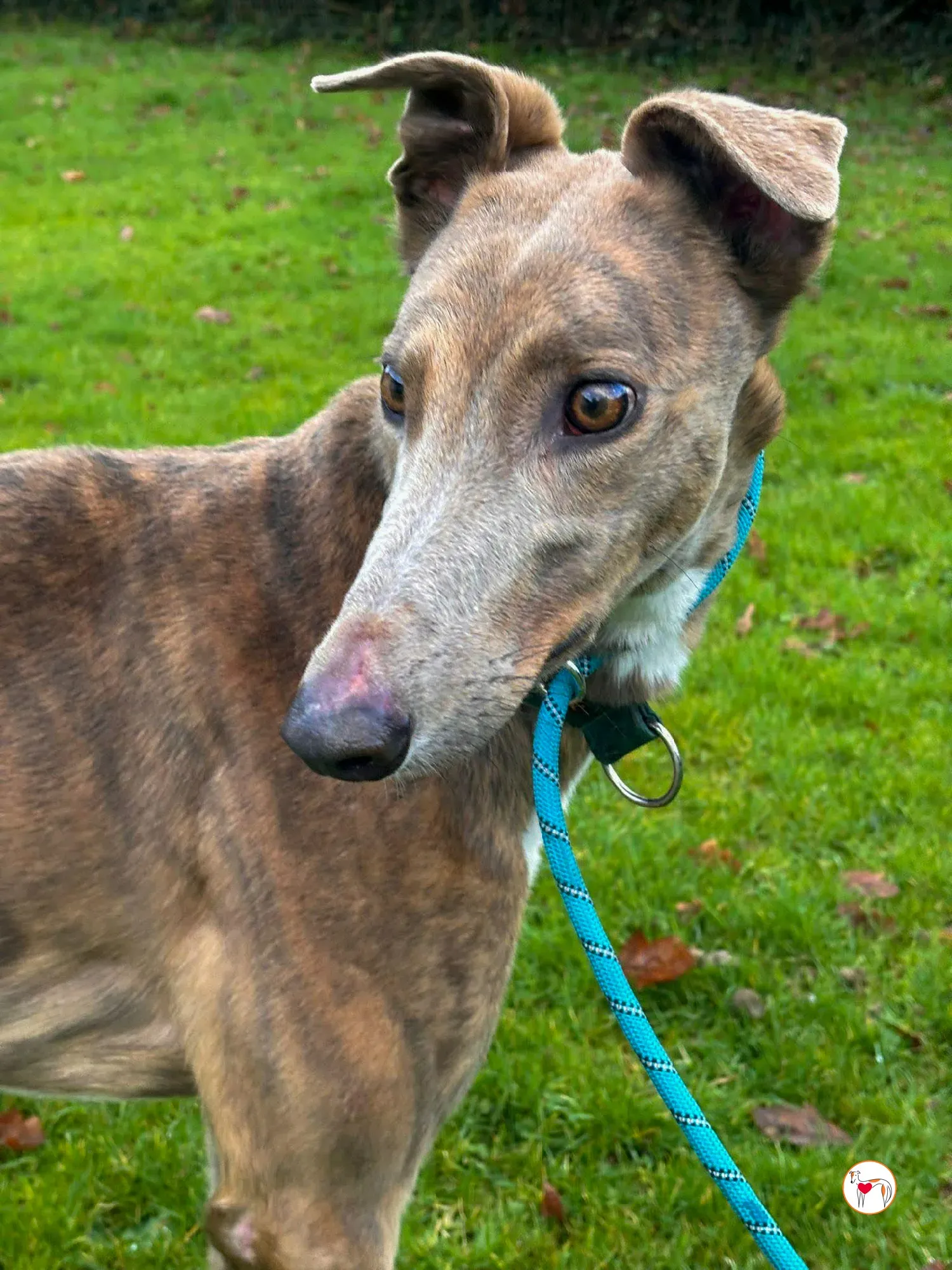 bridie grey adozione 8