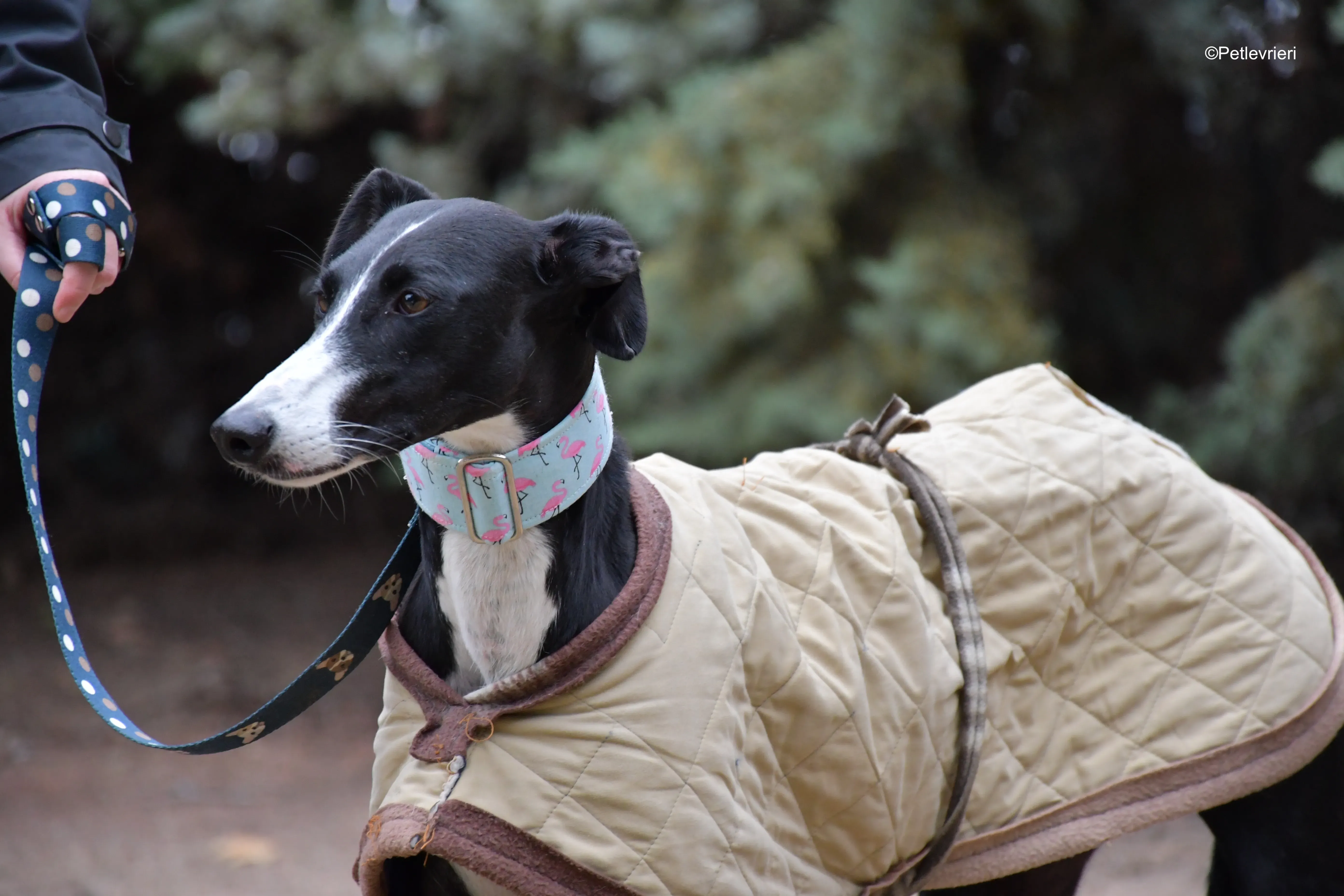 brigida adozione levrieri galgo 1