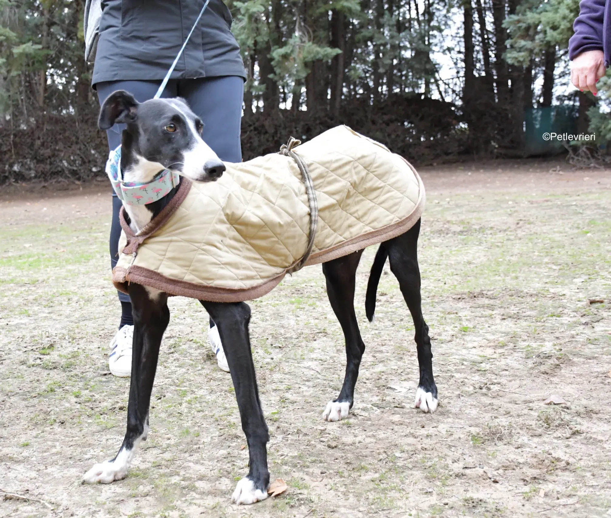 brigida adozione levrieri galgo 10 scaled e1700494938422