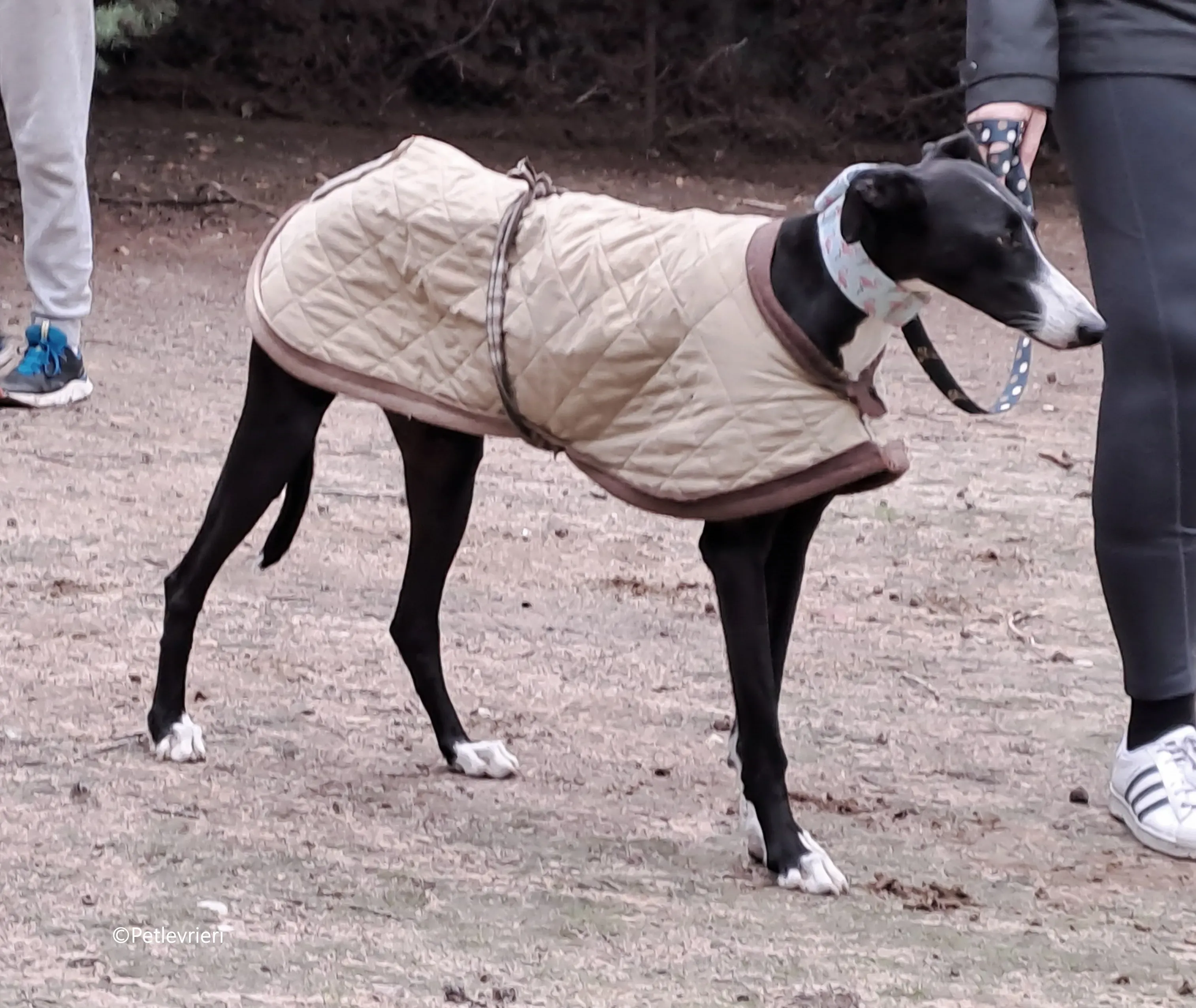 brigida adozione levrieri galgo 11