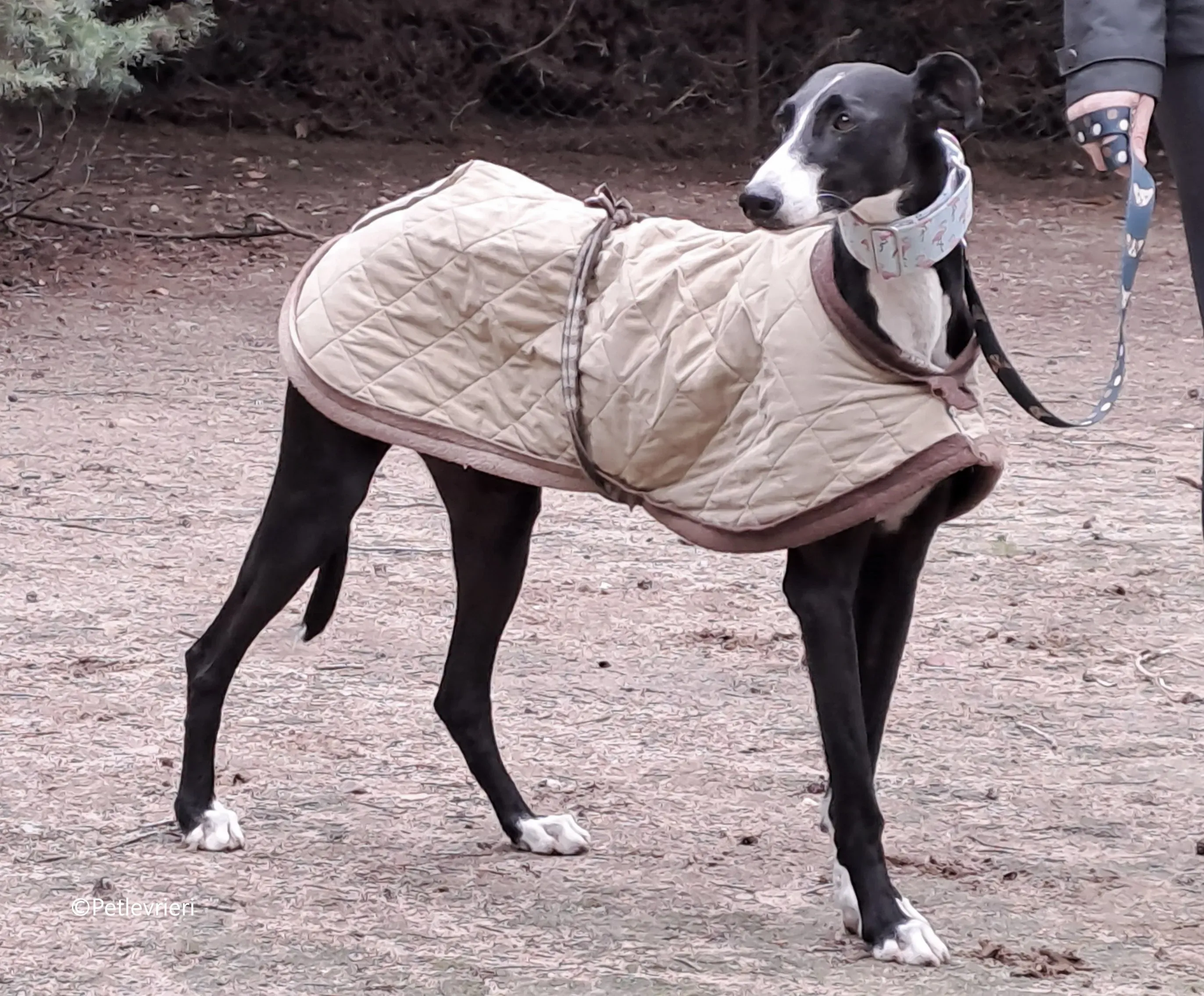 brigida adozione levrieri galgo 12