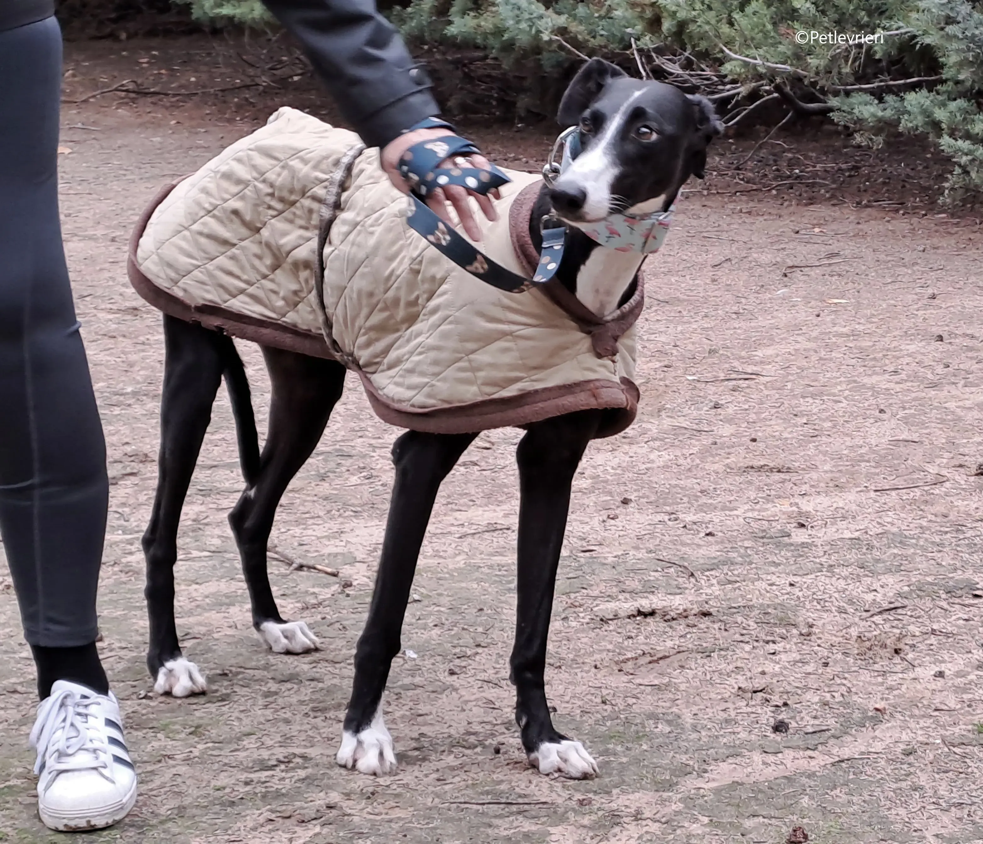 brigida adozione levrieri galgo 13
